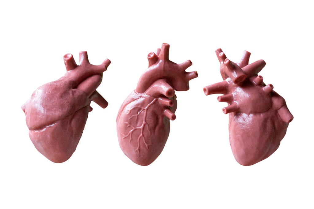 Modele anatomiczne – kluczowe wsparcie w edukacji i praktyce klinicznej Modele anatomiczne – kluczowe wsparcie w edukacji i praktyce klinicznej