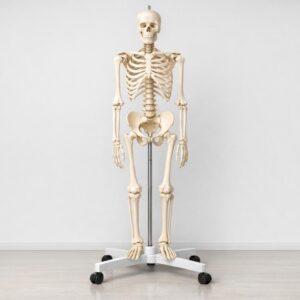 Model anatomiczny szkieletu do nauki anatomii — praktyczny przewodnik dla studentów i nauczycieli