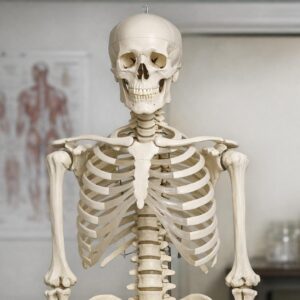 Anatomiczne modele: praktyczny przewodnik po narzędziach pomagających zrozumieć budowę organizmu
